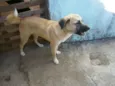 aiko