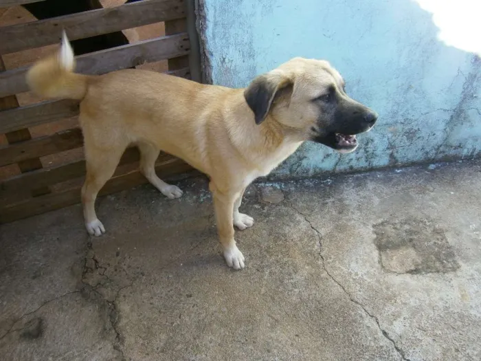 Cachorro ra a labrador -akita... idade 2 a 6 meses nome aiko