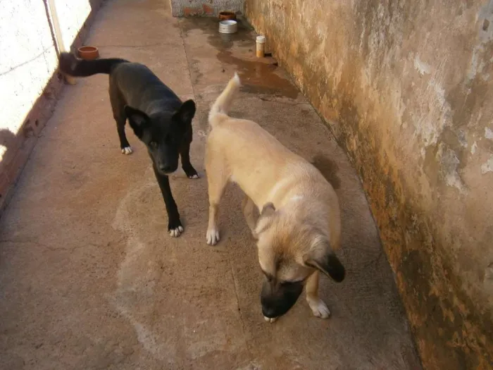 Cachorro ra a labrador -akita... idade 2 a 6 meses nome aiko