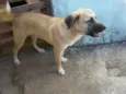 aiko