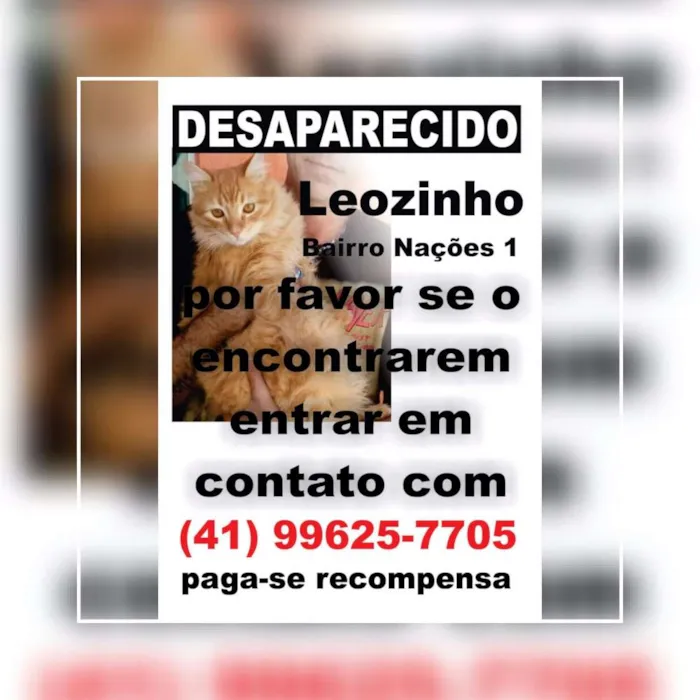 Gato ra a Parecia ser mestiço com angorá idade 7 a 11 meses nome Leozinho