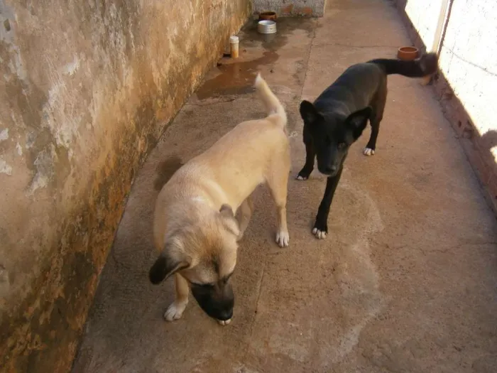 Cachorro ra a labrador -akita... idade 2 a 6 meses nome aiko