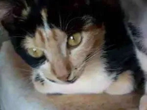 Gato raça  idade 2 a 6 meses nome Rachadinha