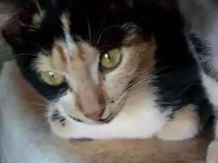 Gato ra a  idade 2 a 6 meses nome Rachadinha