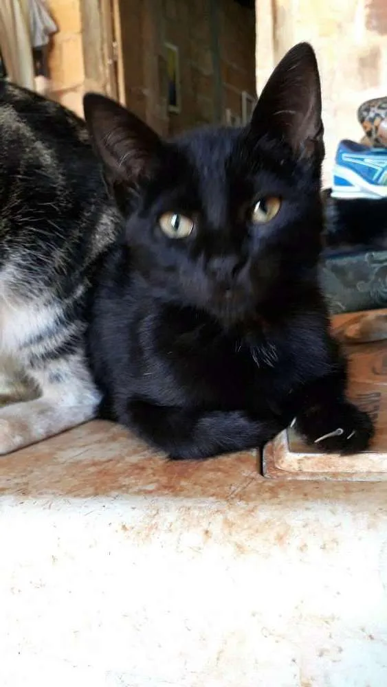 Gato ra a  idade Abaixo de 2 meses nome Pretinho