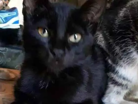 Gato ra a  idade Abaixo de 2 meses nome Pretinho