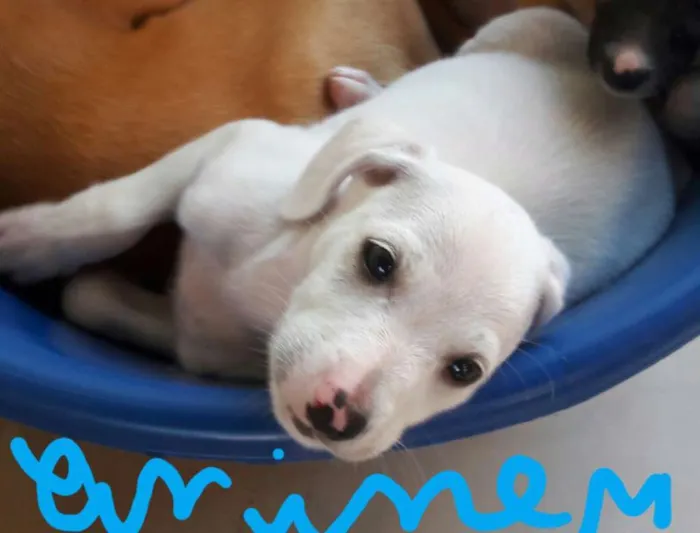 Cachorro ra a Vira lata idade 2 a 6 meses nome Filhote2