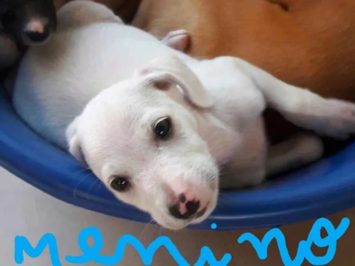 Cachorro ra a Vira lata idade 2 a 6 meses nome Filhote2