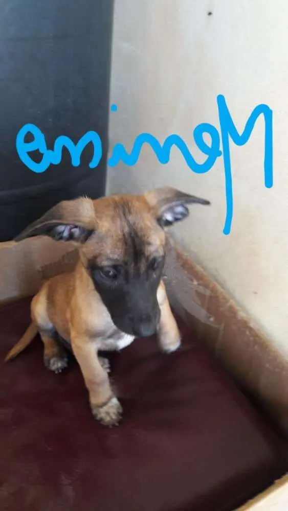 Cachorro ra a vira lata idade 2 a 6 meses nome filhote