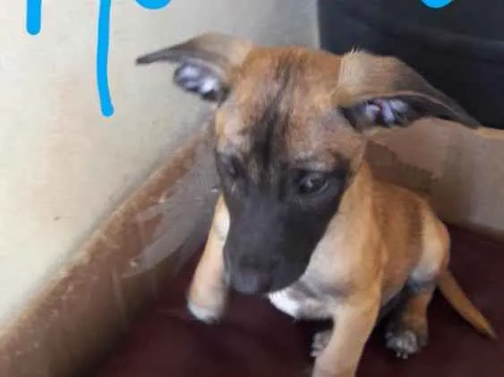 Cachorro ra a vira lata idade 2 a 6 meses nome filhote