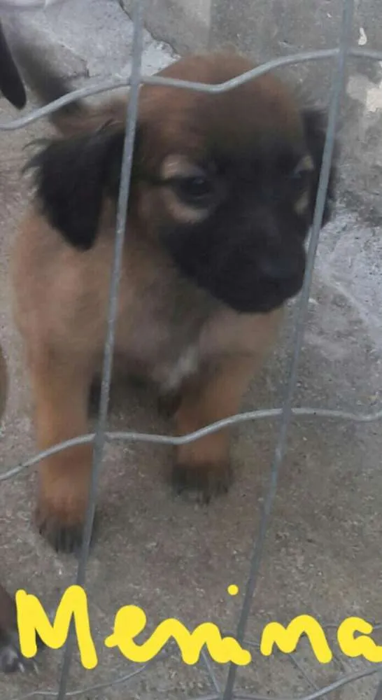 Cachorro ra a Vira lata idade 2 a 6 meses nome Filhote3