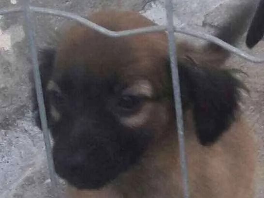 Cachorro ra a Vira lata idade 2 a 6 meses nome Filhote3