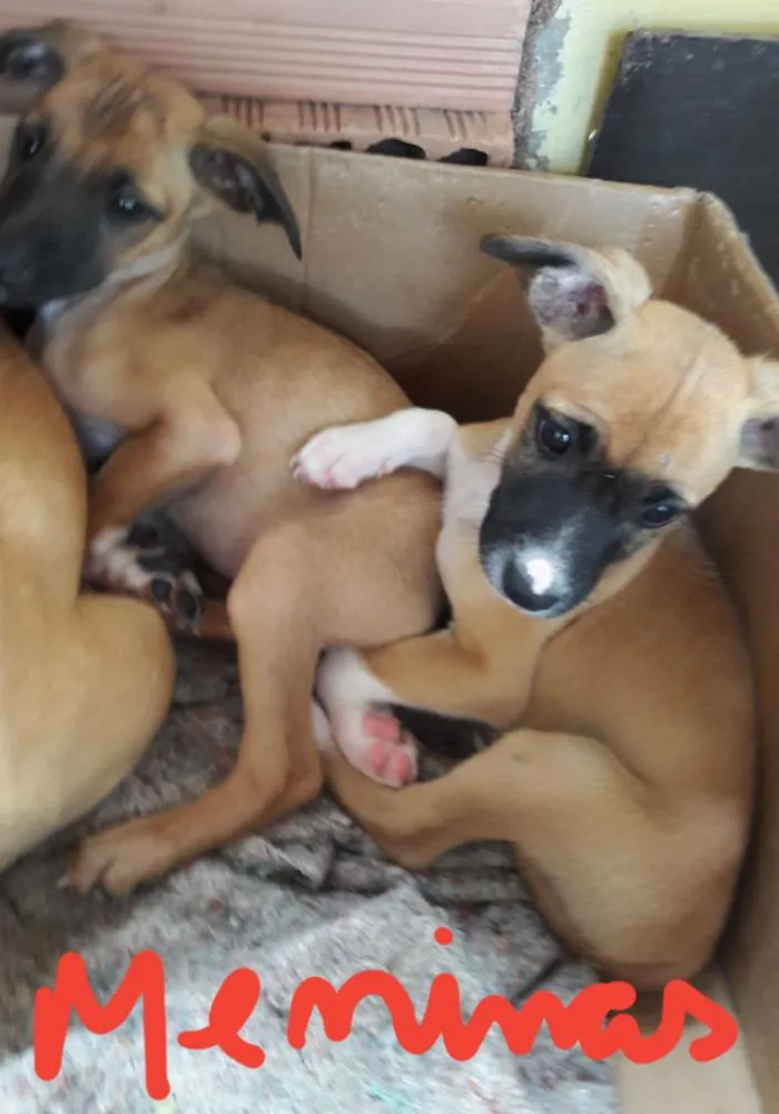 Cachorro ra a Vira lata idade 2 a 6 meses nome Filhote5