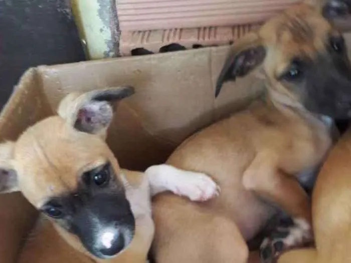 Cachorro ra a Vira lata idade 2 a 6 meses nome Filhote5
