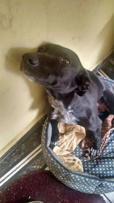 Cachorro ra a SRD idade 2 anos nome Luna