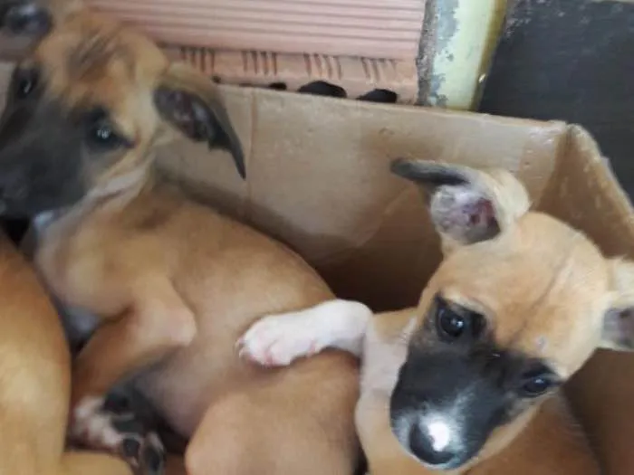 Cachorro ra a Vira lata idade 2 a 6 meses nome Filhote5