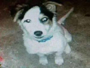 Cachorro raça PITBULL MISTURA DE VIRA LATA idade 2 a 6 meses nome Thor 