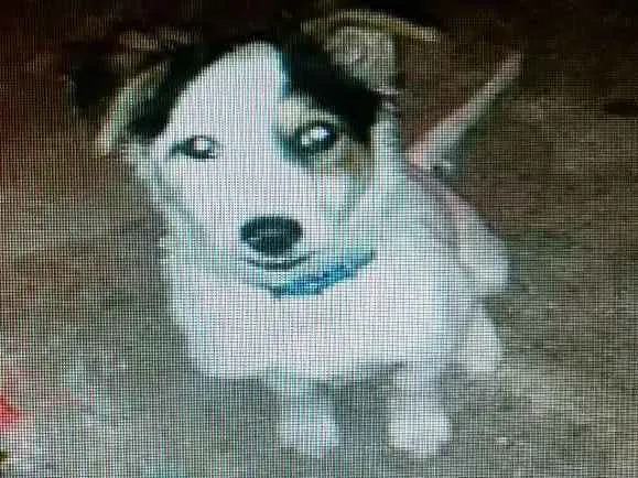 Cachorro ra a PITBULL MISTURA DE VIRA LATA idade 2 a 6 meses nome Thor 