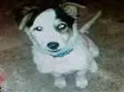 Cachorro raça PITBULL MISTURA DE VIRA LATA idade 2 a 6 meses nome Thor 