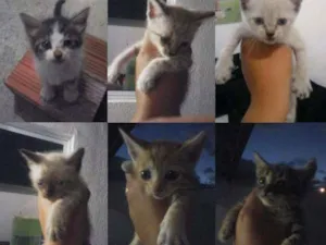 Gato raça  idade Abaixo de 2 meses nome Adote