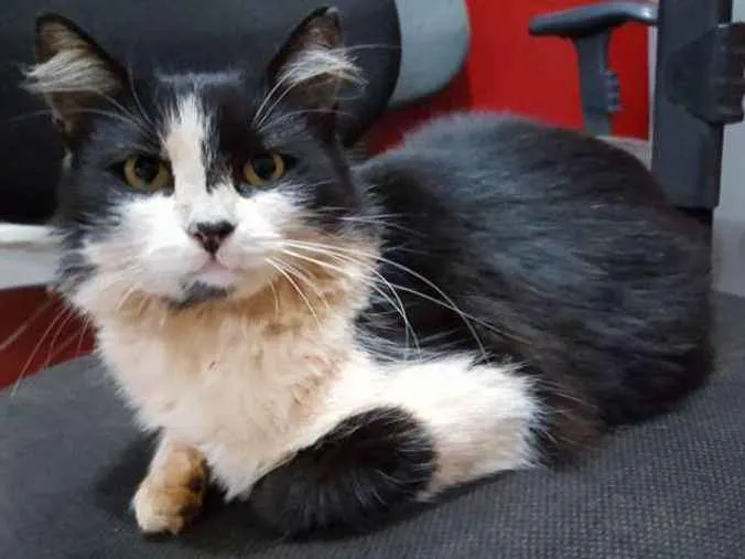 Gato ra a SRD idade 1 ano nome Sem Nome
