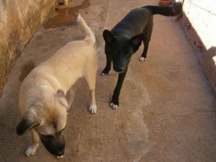 Cachorro ra a labrador -akita... idade 2 a 6 meses nome aiko