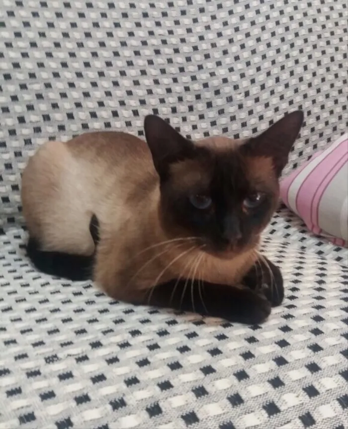 Gato ra a Siamês  idade 7 a 11 meses nome Nescau