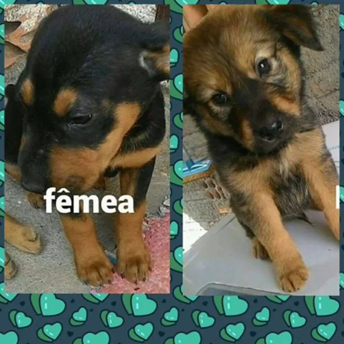 Cachorro ra a srd idade 2 a 6 meses nome Carlie, Lola
