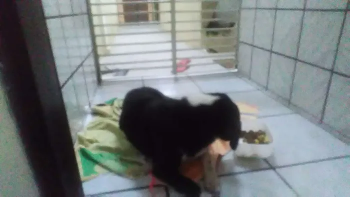 Cachorro ra a Raça indefinida idade 2 anos nome Pretinhas