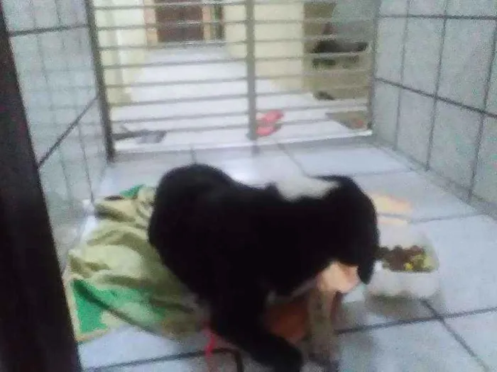 Cachorro ra a Raça indefinida idade 2 anos nome Pretinhas