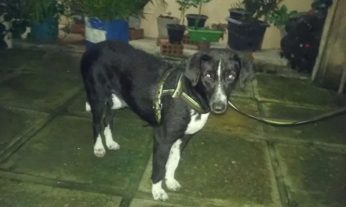 Cachorro ra a Raça indefinida idade 2 anos nome Pretinhas