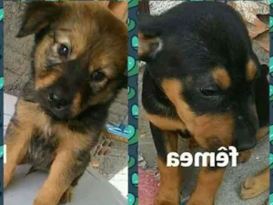 Cachorro raça srd idade 2 a 6 meses nome Carlie, Lola
