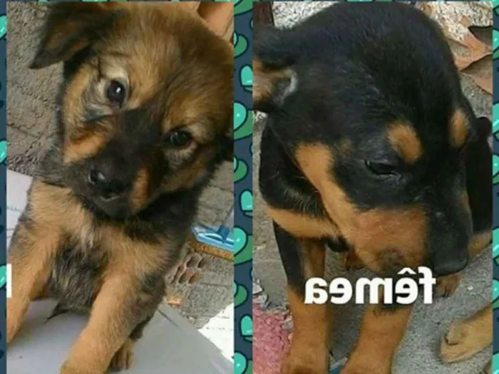 Cachorro ra a srd idade 2 a 6 meses nome Carlie, Lola