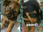 Cachorro raça srd idade 2 a 6 meses nome Carlie, Lola