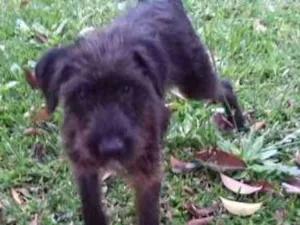 Cachorro raça Poodle idade 7 a 11 meses nome Max