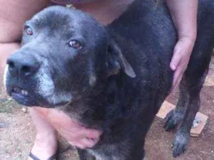 Cachorro raça Fila idade 4 anos nome Bill
