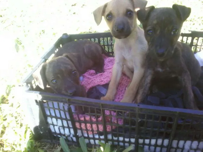 Cachorro ra a srd idade 2 a 6 meses nome Varios
