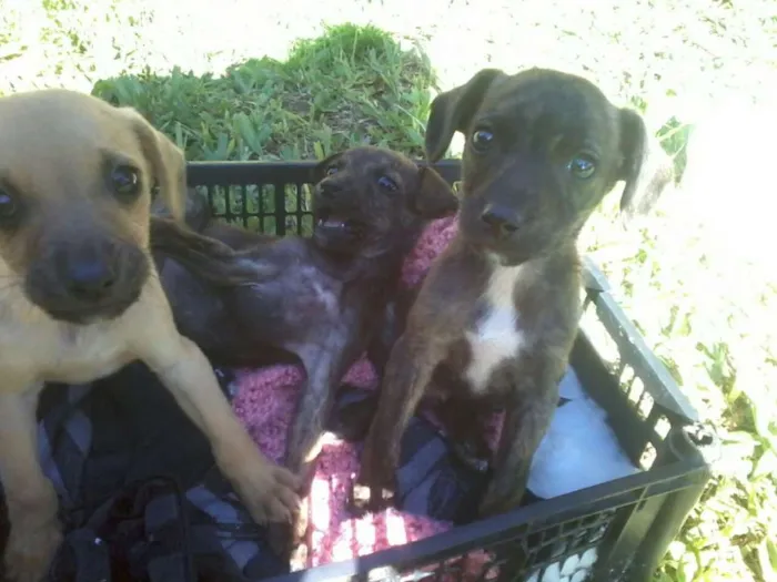Cachorro ra a srd idade 2 a 6 meses nome Varios