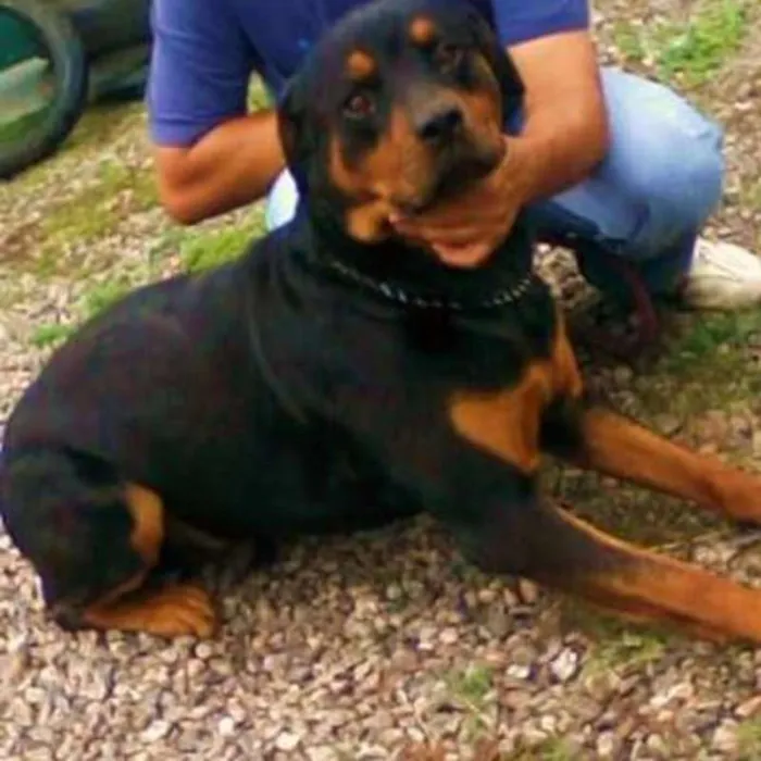 Cachorro ra a Rottweiler idade 5 anos nome Duck