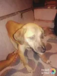 Amarelinho