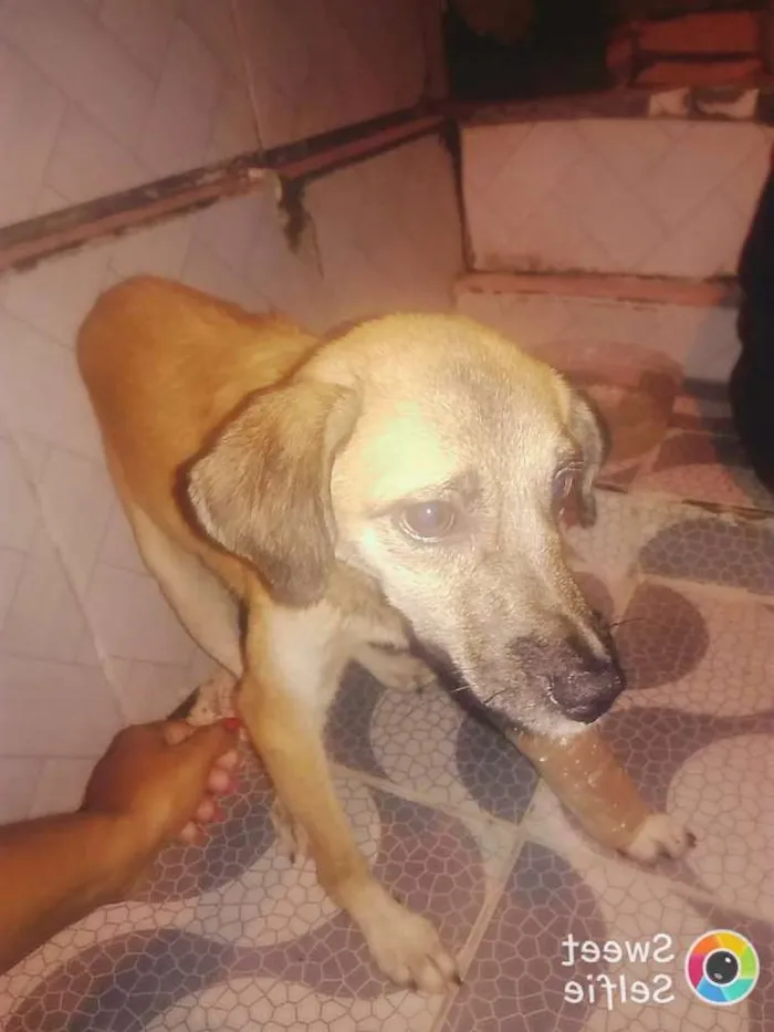 Cachorro ra a Não definida idade 2 a 6 meses nome Amarelinho