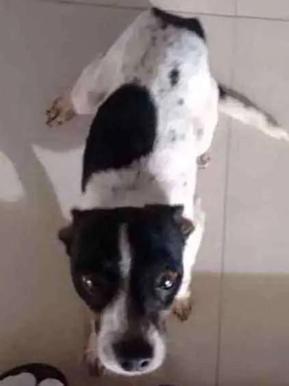 Cachorro ra a Fox paulistinha com srd idade 1 ano nome Bidu
