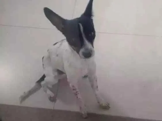 Cachorro ra a Fox paulistinha com srd idade 1 ano nome Bidu