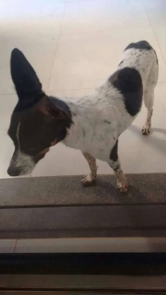 Cachorro ra a Fox paulistinha com srd idade 1 ano nome Bidu