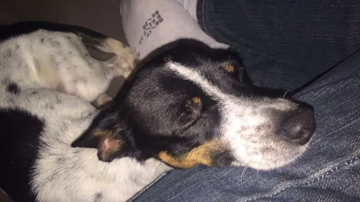 Cachorro ra a Fox paulistinha com srd idade 1 ano nome Bidu