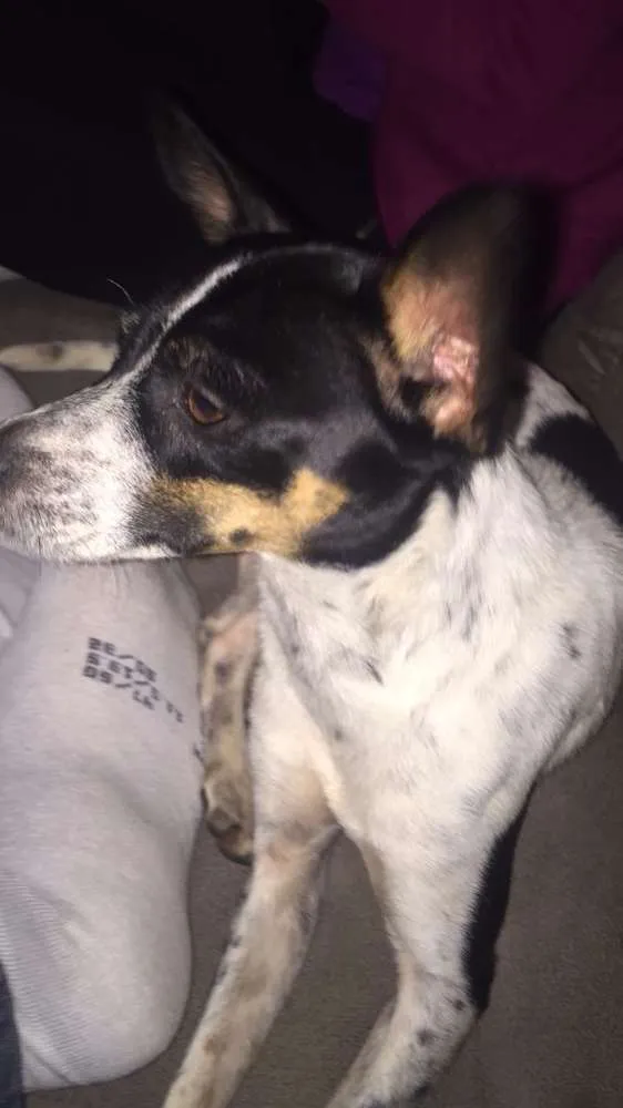 Cachorro ra a Fox paulistinha com srd idade 1 ano nome Bidu