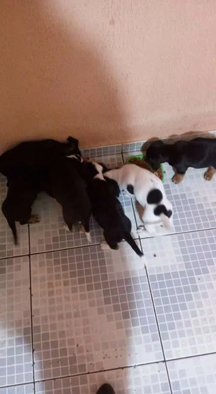 Cachorro ra a SRD idade 2 a 6 meses nome fILHOTES