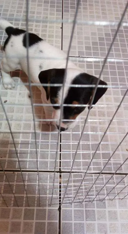 Cachorro ra a SRD idade 2 a 6 meses nome fILHOTES