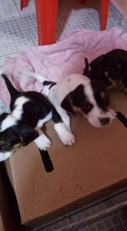 Cachorro ra a SRD idade 2 a 6 meses nome fILHOTES