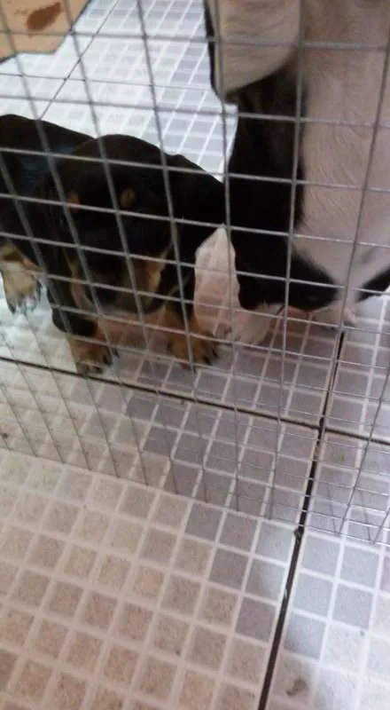 Cachorro ra a SRD idade 2 a 6 meses nome fILHOTES